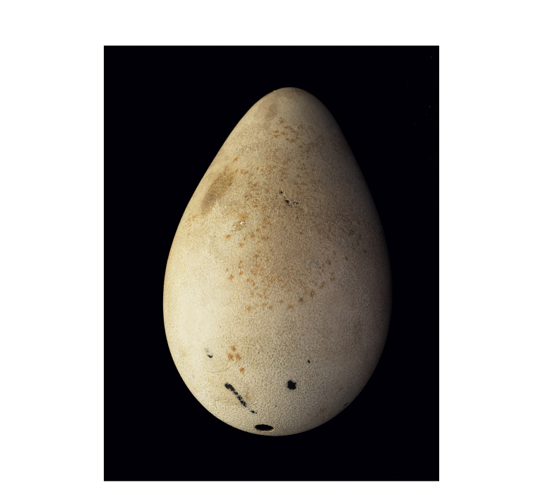 Taxidermy Lady Cust's egg, Great auk egg no.21