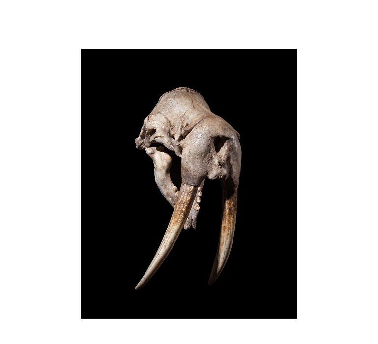 Taxidermy 19th Century Walrus Skull